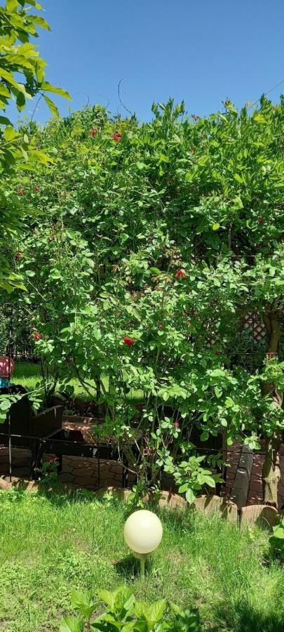 Pensiunea Magnolia Sibiu Luaran gambar