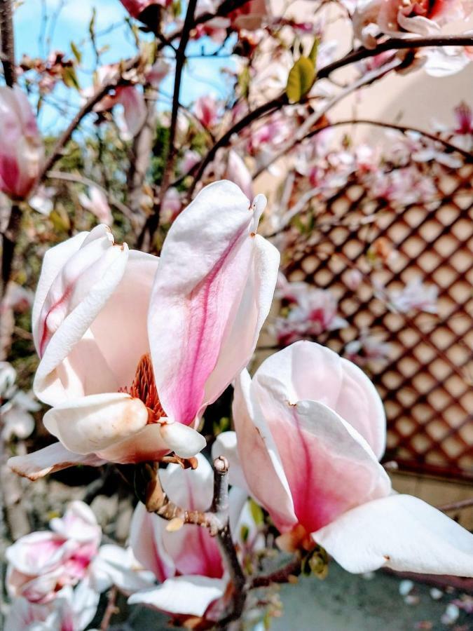 Pensiunea Magnolia Sibiu Luaran gambar