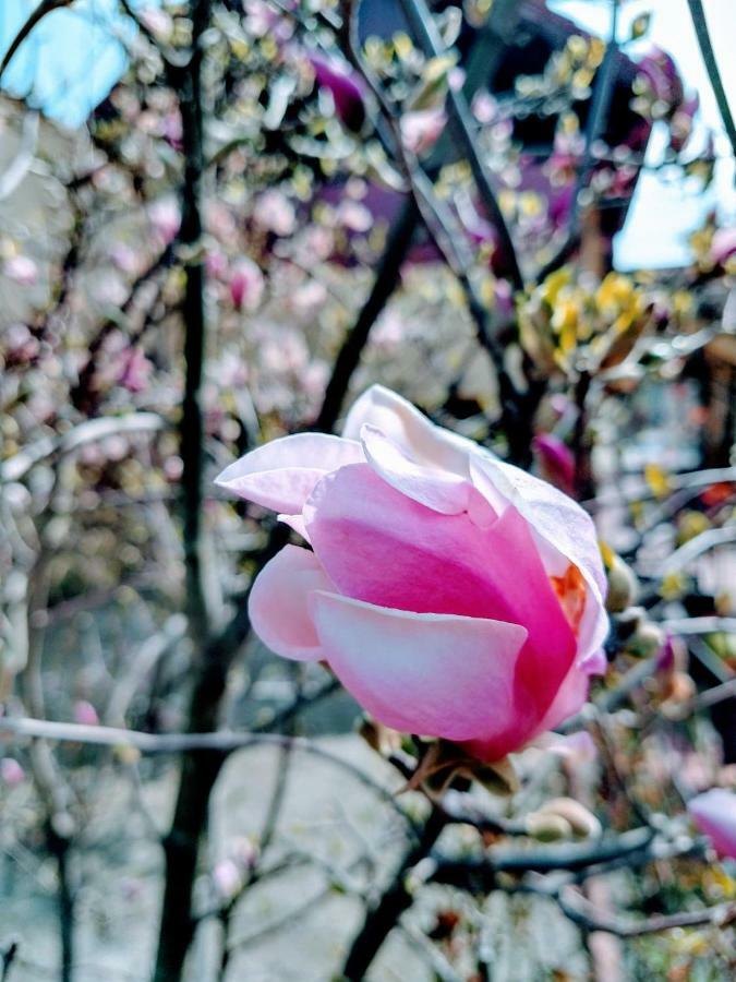 Pensiunea Magnolia Sibiu Luaran gambar