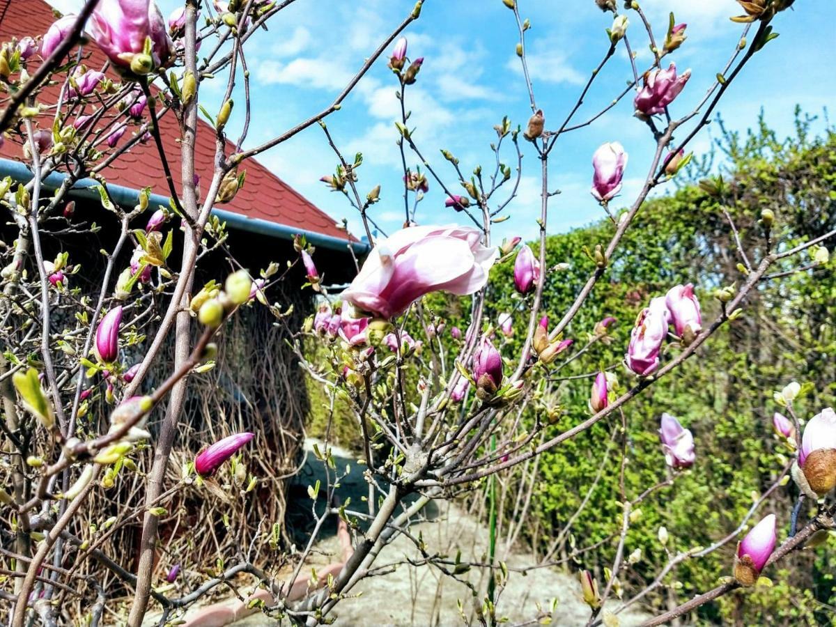 Pensiunea Magnolia Sibiu Luaran gambar